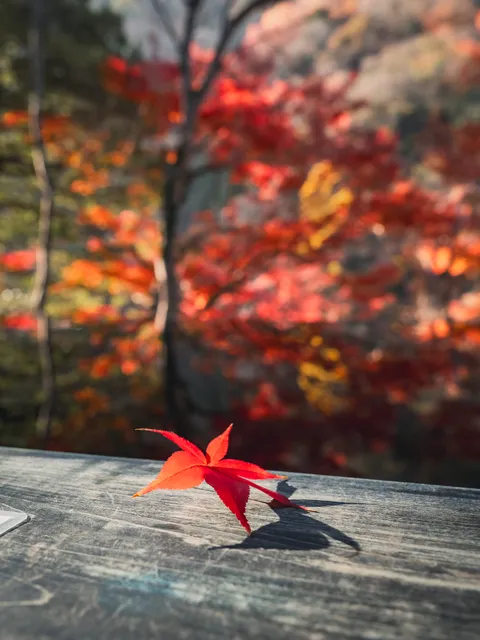 紅葉間穿過的一縷陽光